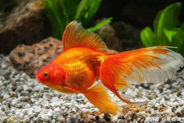 养金鱼风水禁忌：如何选择最佳水族箱位置