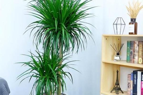 办公室绿植风水宝典：提升运势的树木秘籍