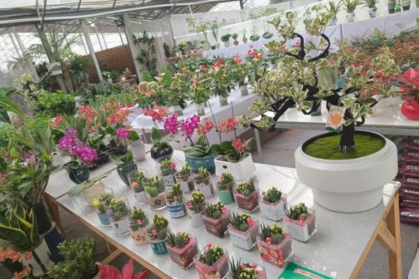 办公室绿植风水宝典：提升运势的树木秘籍