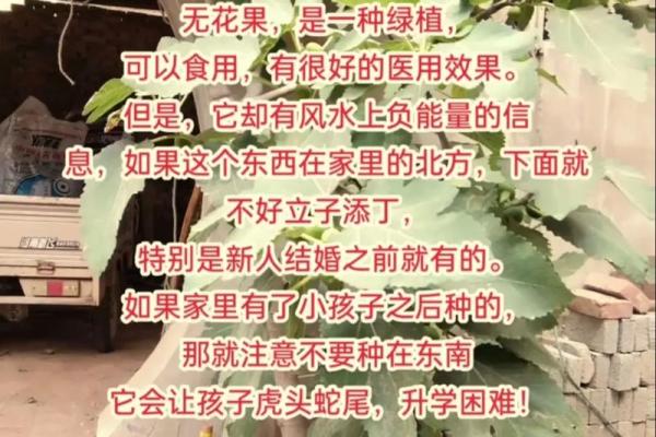 家中摆放无花果树，揭秘风水布局的神奇效果