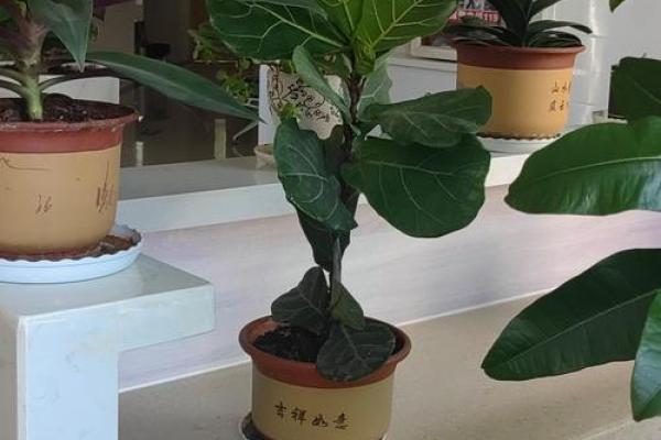 家中摆放无花果树，揭秘风水布局的神奇效果