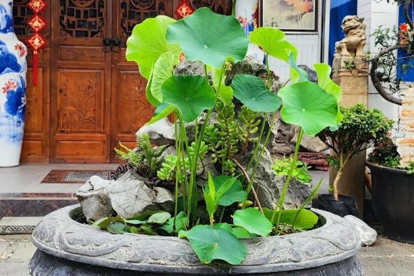 风水大师亲授：招财缸秘法，财运亨通一整年！