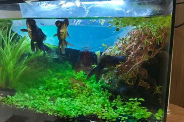 风水大师亲授：招财缸秘法，财运亨通一整年！