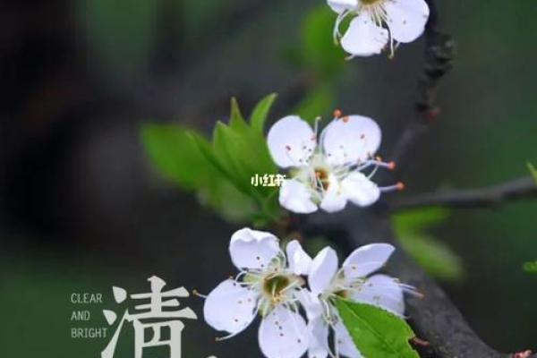 梨花风起正清明，民间习俗映今朝
