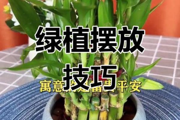 绿植家居风水，提升运势的秘密武器