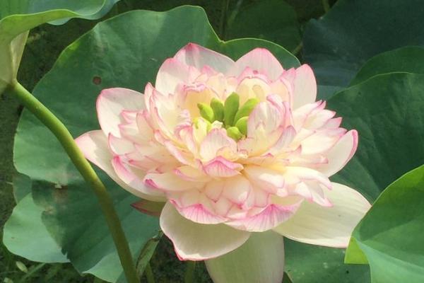 温婷:婉约如诗,婷婷玉立,名字运势双丰收 温婷:婉约如诗,婷婷玉立,名字运势双丰收