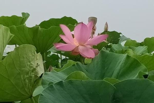 温婷:婉约如诗,婷婷玉立,名字运势双丰收 温婷:婉约如诗,婷婷玉立,名字运势双丰收