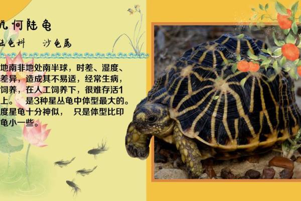 乌龟形态地脉：揭秘风水宝地住宅的神奇魅力