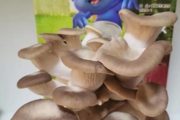 家居风水神器：蘑菇摆设，吸财纳福的秘密法宝