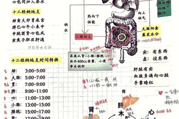 辰时的地支是什么