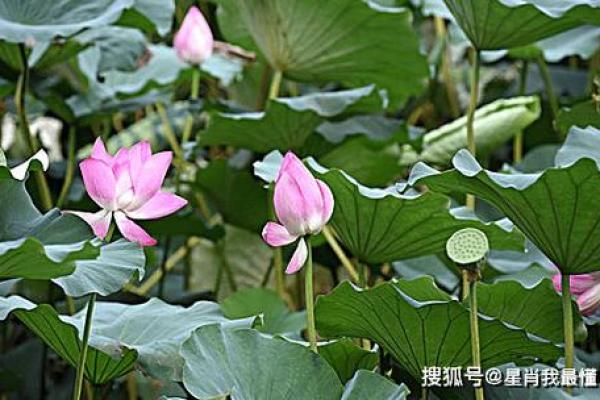杨清华2023年运势大揭秘：财运亨通，事业腾飞