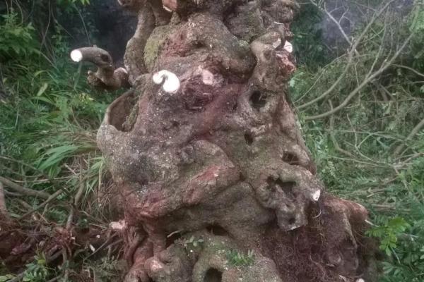 办公室风水神器：青香木盆景，净化空气提升运势