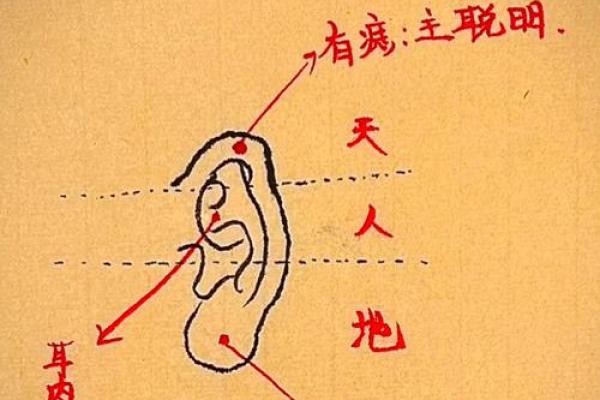 耳垂鼓包：财运亨通的面相秘密