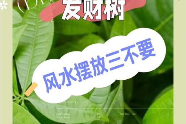 根据风水学原理选择合适的位置栽树