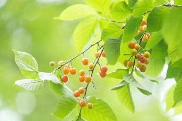 赵采：寓意采撷美好，命运之花绽放