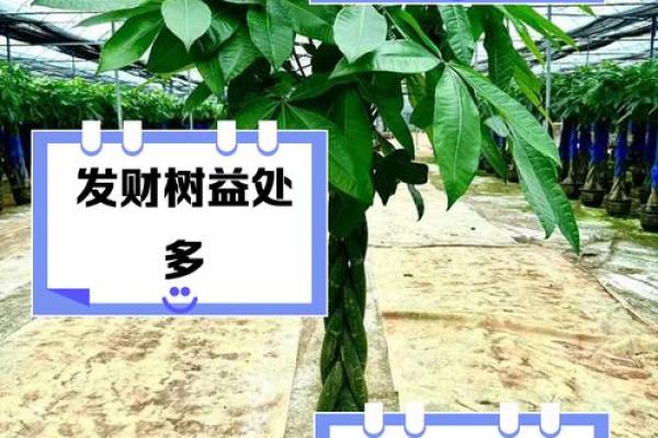 蘑菇缠身，办公室发财树风水效应引热议！