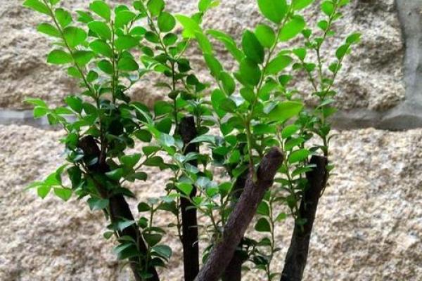 北面风水宝树，助你家宅兴旺的秘密