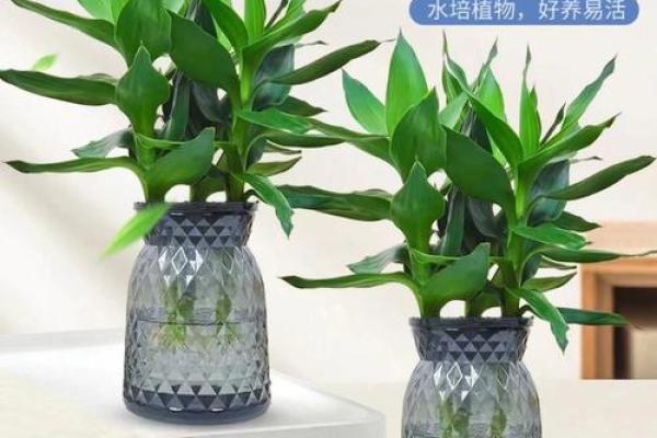 观音竹布局风水：家居风生水起，财运亨通的秘密武器