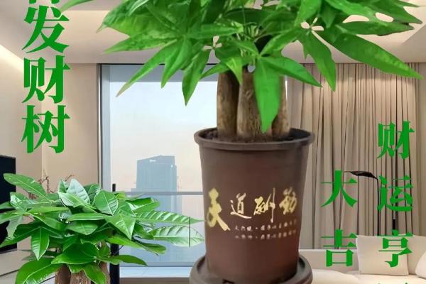 家居风水秘籍：方厅摆设，财运亨通、家庭和睦秘法大公开