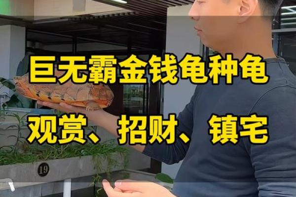 办公室养龟风水佳：提升运势，招财进宝小秘籍！