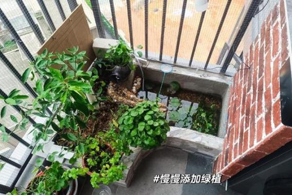 别墅阳台鱼池风水布局：打造财运亨通家居宝地