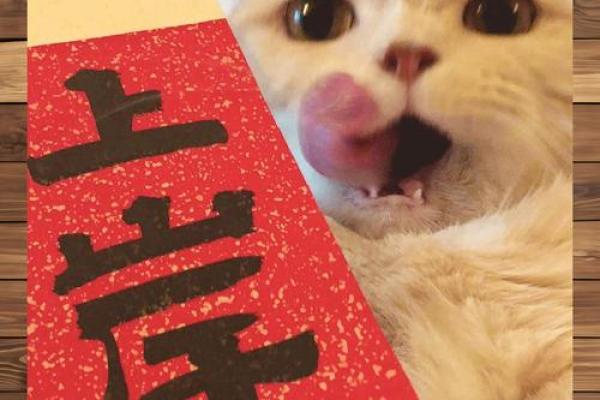 今日运势：猫咪告诉你吉凶祸福