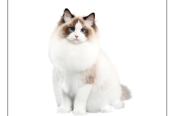 今日运势：猫咪告诉你吉凶祸福