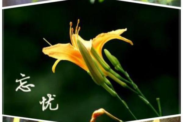 忘忧草的名字背后隐藏的深刻寓意