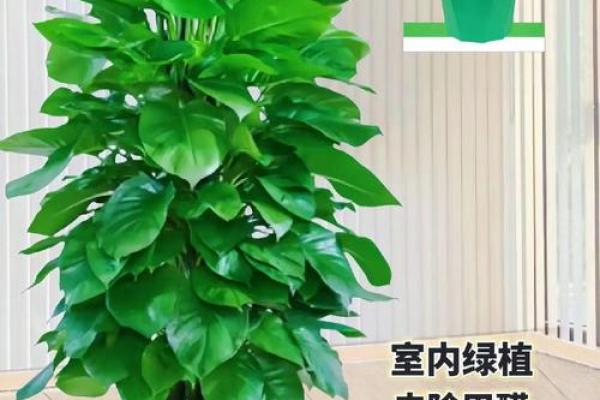 超实用！多肉植物风水摆设，办公室生机满满