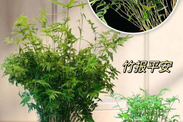 卧室摆放竹子：风水秘籍助力家居运势大提升