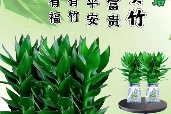 卧室摆放竹子：风水秘籍助力家居运势大提升