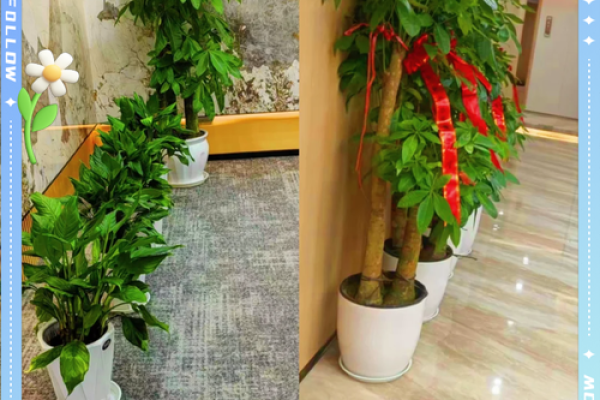 办公室绿植风水秘籍，提升运势必备！