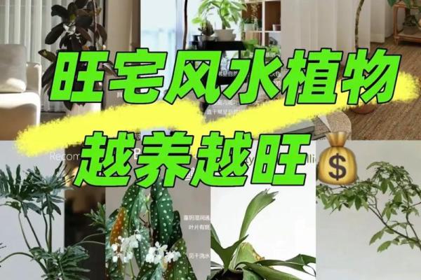 走廊放植物对风水的影响与注意事项