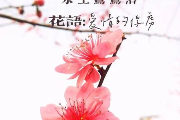爱情风水宝典，助你招来桃花