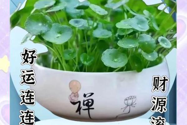 买房租房必看！风水宝地让你财运滚滚来！