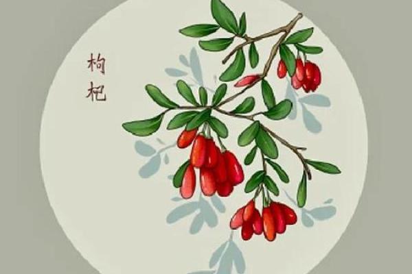 探秘枸杞名字的来源与寓意