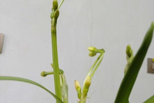 雨芯——清雅如雨，智慧如芯，吉祥如意好运伴身
