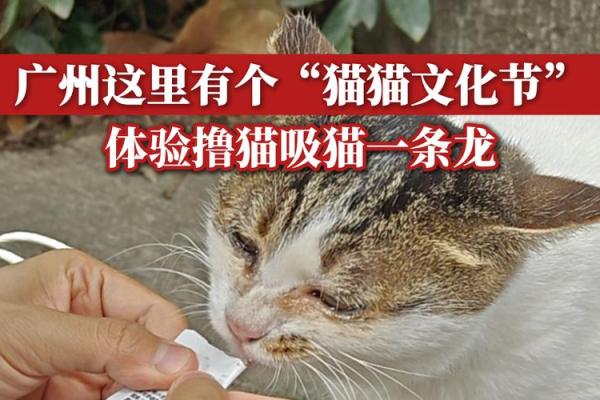 萌宠狂欢日：揭秘捉猫节背后的民俗文化底蕴