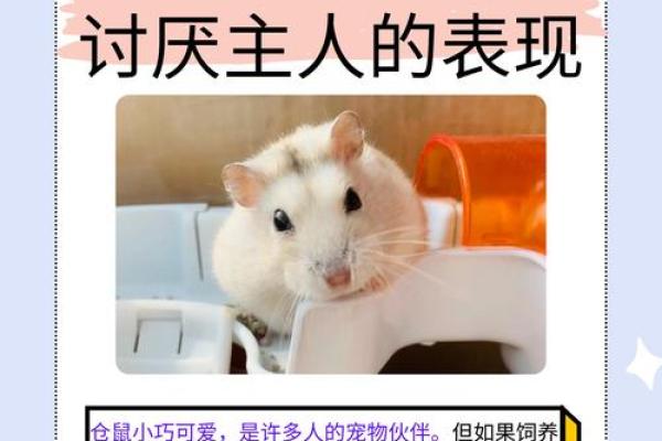 为你的小仓鼠挑选一对心意名字，萌翻全场