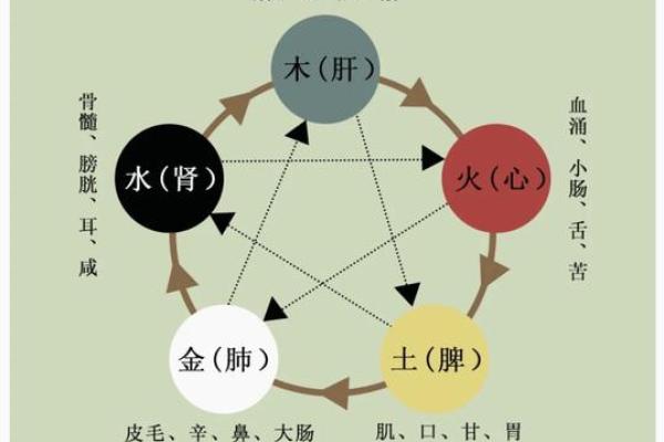 探讨心脏与五行的关系