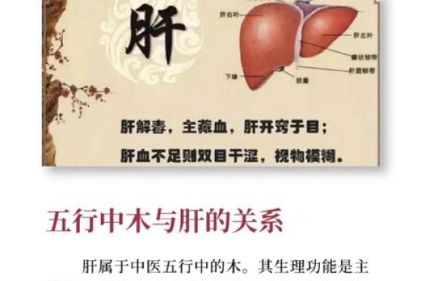 五行学说中肝的能量与作用