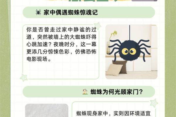 卧室有小蜘蛛，风水大师揭秘