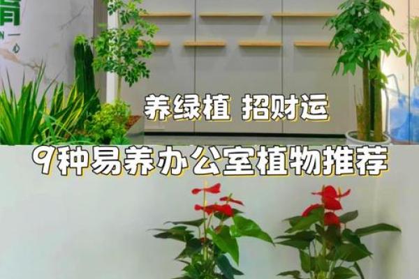办公室风水宝典：让你的工作空间焕发财运