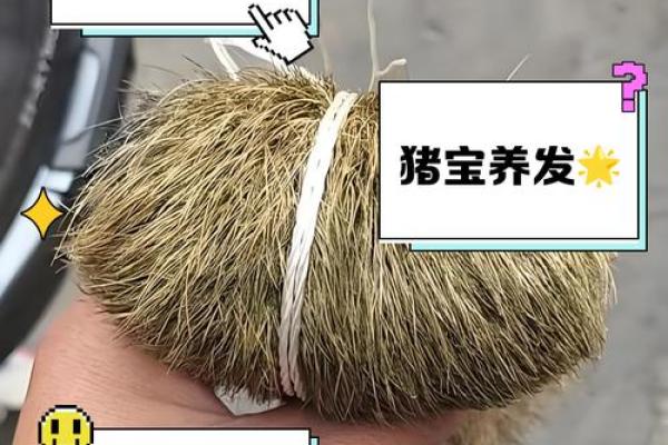 猪年宝猪，灵动可爱的名字