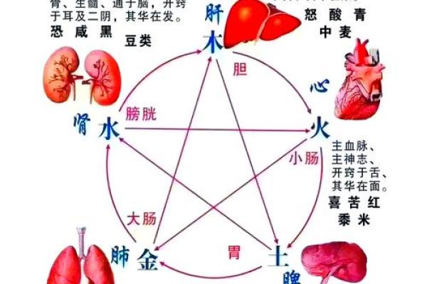 探秘五行与人体六腑的密切关系