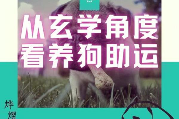 地支与生肖狗的关系如何影响命运
