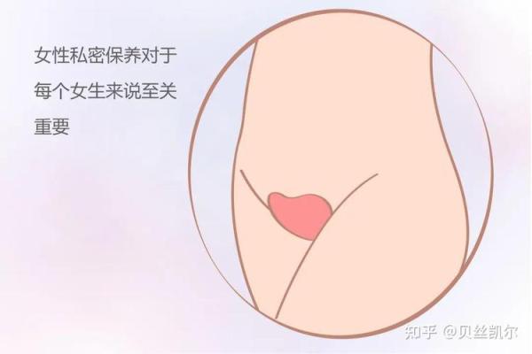 女性私密部位的正确名称及其文化意义