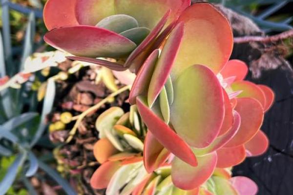 花园风水宝典：打造财运亨通的秘密花园