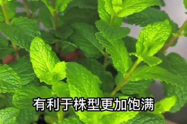 卧室风水放薄荷植物，真的好吗？揭秘卧室植物摆放禁忌