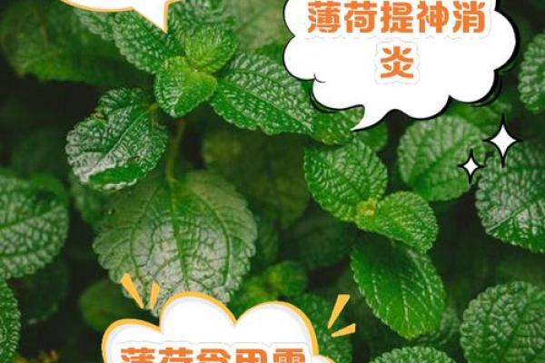 卧室风水放薄荷植物，真的好吗？揭秘卧室植物摆放禁忌